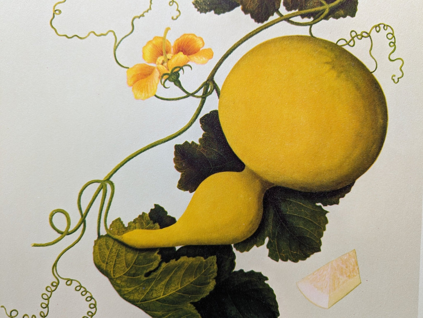 Gourd - unique vintage collotype wall art circa 1950 from 18th century Chinese artwork - Collotype - Pink Flamingos