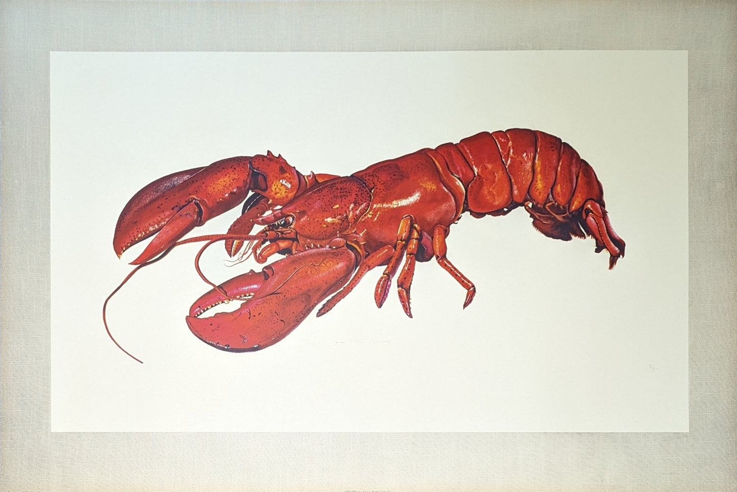 Lobster by A.P. Lowrie, large mint condition vintage collotype printed in 1950 - Collotype - Pink Flamingos