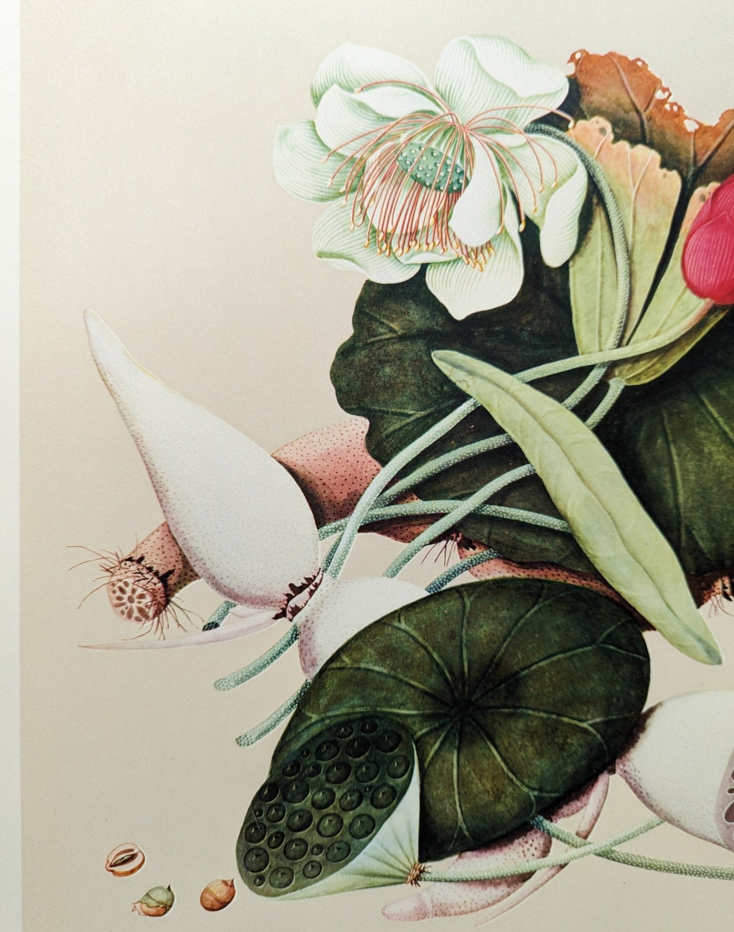 Lotus - unique vintage collotype wall art circa 1950 from 18th century Chinese artwork - Collotype - Pink Flamingos