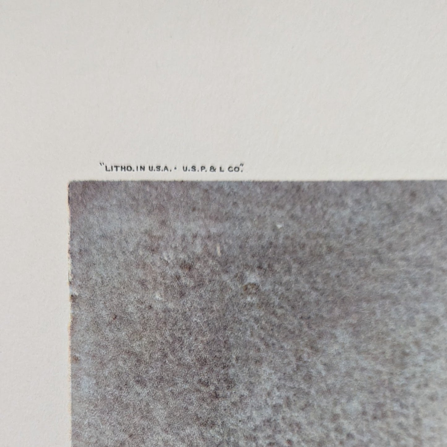 Peach Hibiscus by Erich F.T. Schenk, mint condition authentic vintage lithograph printed in 1947 - Offset Lithograph - Pink Flamingos