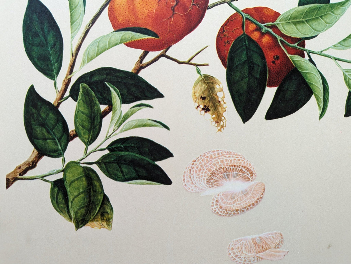 Tangerine - unique vintage collotype wall art circa 1950 from 18th century Chinese artwork - Collotype - Pink Flamingos