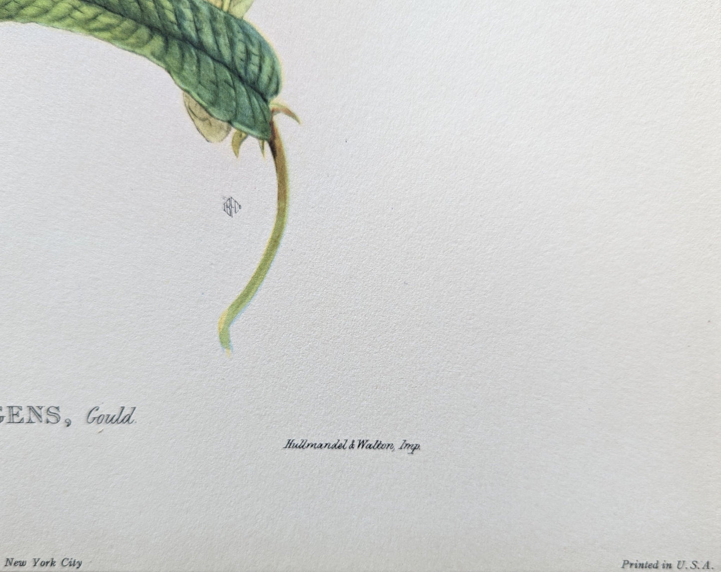 Thalurania Refulgens by Gould, mint condition authentic vintage lithograph printed in the 1940s - Offset Lithograph - Pink Flamingos