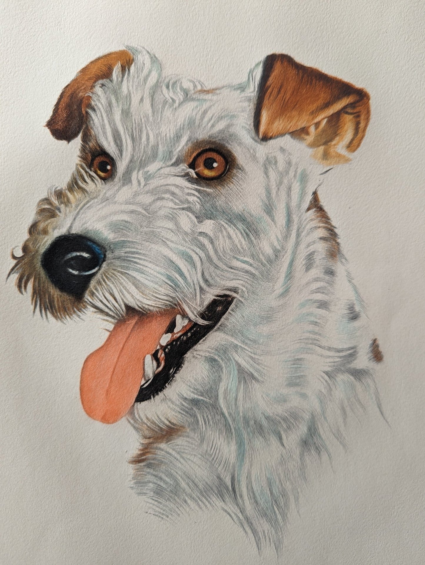 Wire Haired Terrier by Rolf Anderson, mint condition vintage hand-colored engraving from France circa 1940 - Hand Colored Engraving - Pink Flamingos