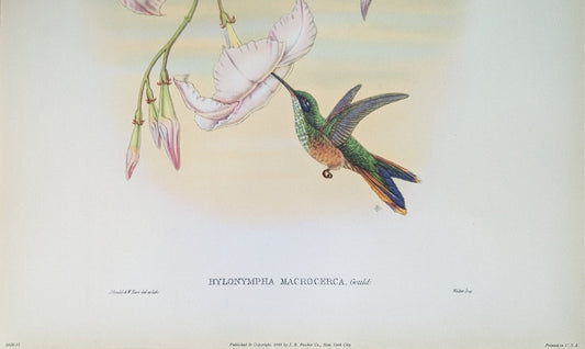 The Audubon, Part II: The Brits - Pink Flamingos