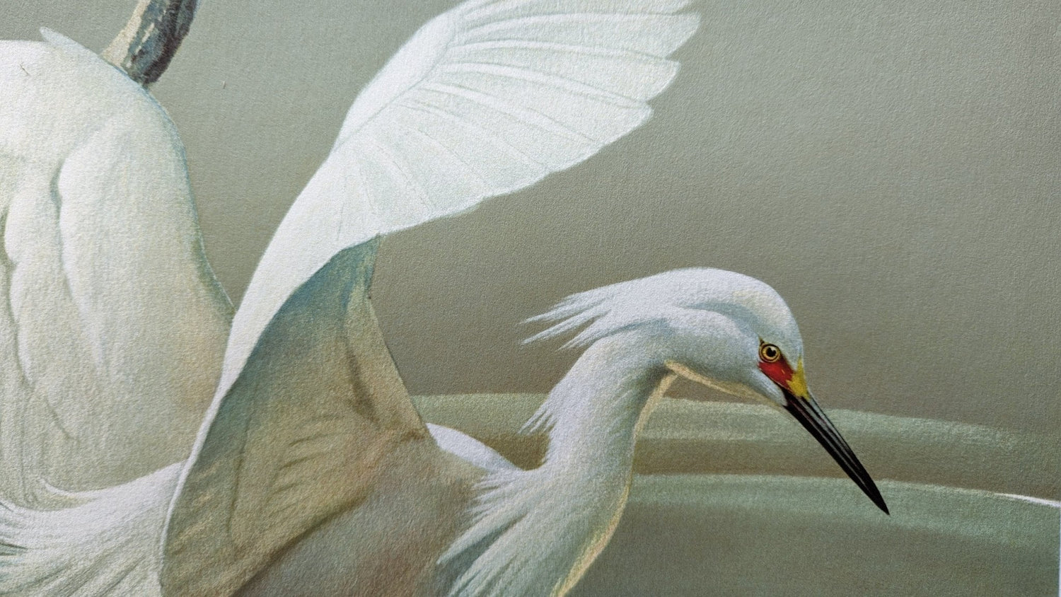 The Audubon, Part III: The American - Pink Flamingos