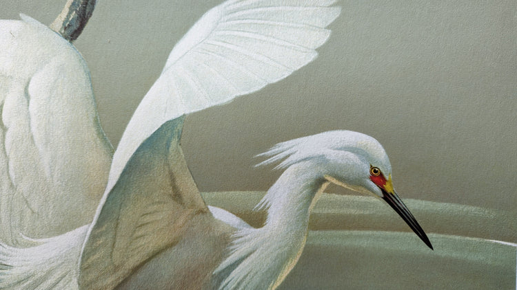 Snowy Egrets by Roger Tory Peterson | 1940s Audubon Style | Offset Lithograph | Coastal or Nature-Inspired Decor