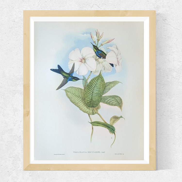 Thalurania Refulgens by Gould | 1940s Vintage Lithograph | Exotic Hummingbird Wall Art