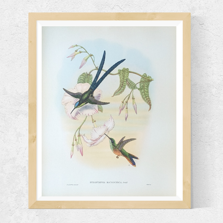 Hylonympha Macrocerca by Gould | 1940s Vintage Lithograph | Exotic Hummingbird Wall Art