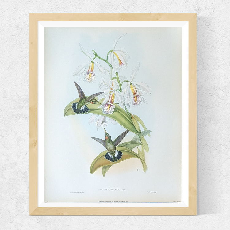 Glaucis Fraseri by John Gould | 1946 Vintage Hummingbird Lithograph