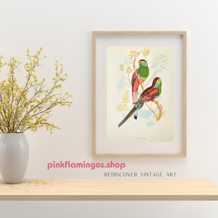 Beautiful Parakeets by Gould | 1940s Vintage Lithograph | Tropical Bird Wall Art