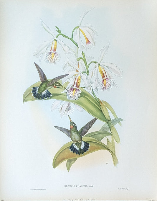 Gould Hummingbird Lithograph Set | 1946 Vintage Bird Prints | Mid-Century Wall Art