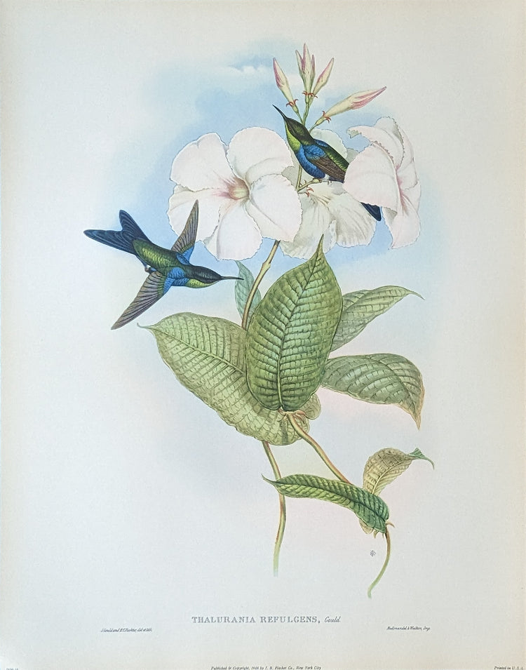 Gould Hummingbird Lithograph Set | 1946 Vintage Bird Prints | Mid-Century Wall Art