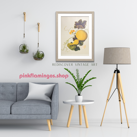 Gourd | 1950 Vintage Chinese Botanical Collotype | Rustic Botanical Wall Art