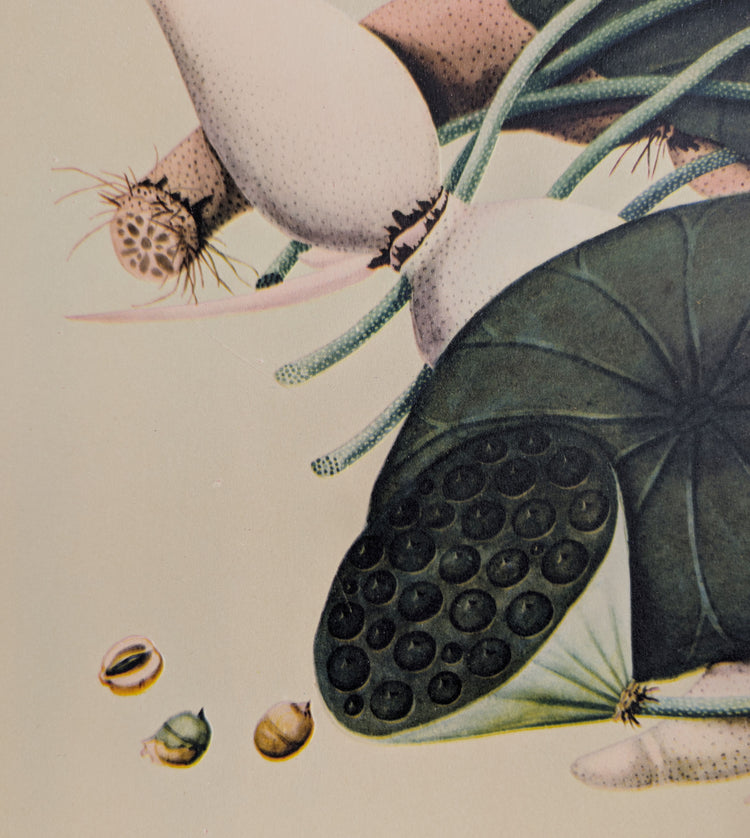 Lotus | 1950 Vintage Chinese Botanical Collotype | Asian Floral Wall Art