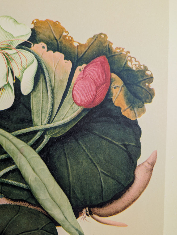Lotus | 1950 Vintage Chinese Botanical Collotype | Asian Floral Wall Art
