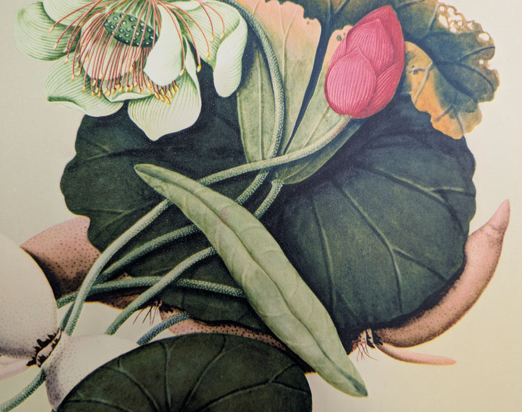 Lotus | 1950 Vintage Chinese Botanical Collotype | Asian Floral Wall Art