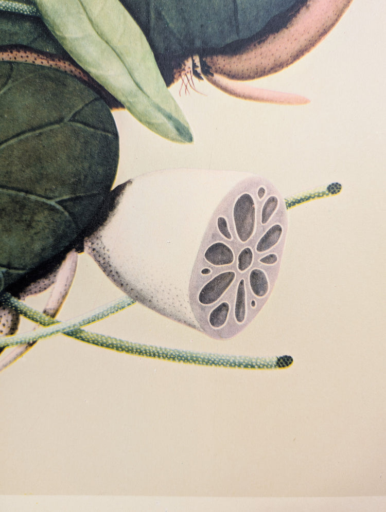 Lotus | 1950 Vintage Chinese Botanical Collotype | Asian Floral Wall Art