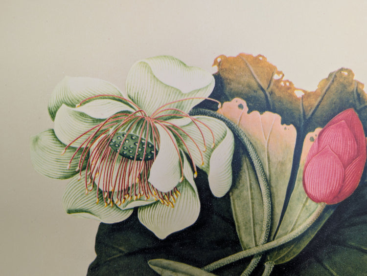 Lotus | 1950 Vintage Chinese Botanical Collotype | Asian Floral Wall Art