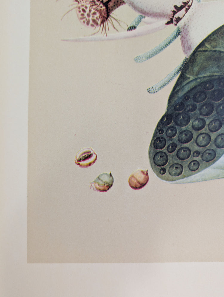 Lotus | 1950 Vintage Chinese Botanical Collotype | Asian Floral Wall Art