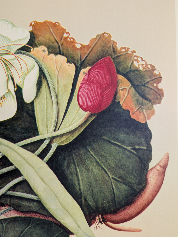 Lotus | 1950 Vintage Chinese Botanical Collotype | Asian Floral Wall Art
