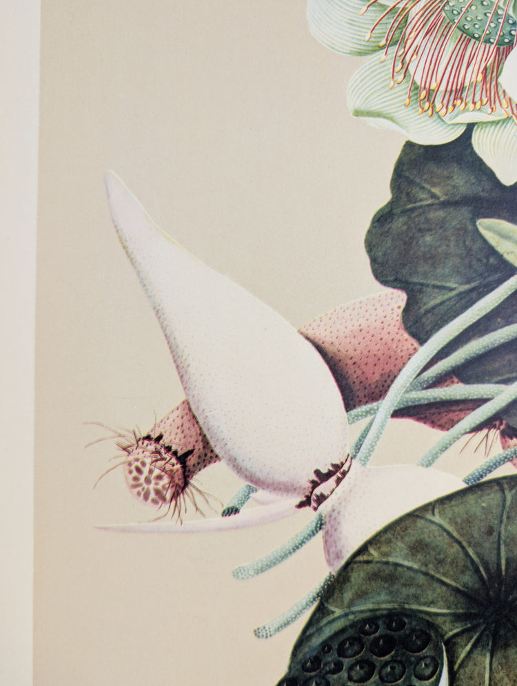Lotus | 1950 Vintage Chinese Botanical Collotype | Asian Floral Wall Art