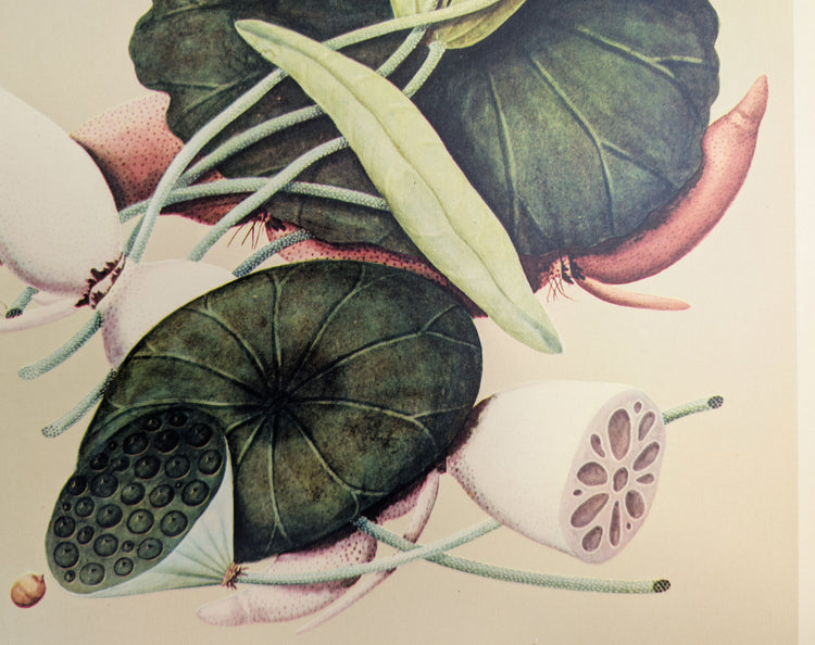 Lotus | 1950 Vintage Chinese Botanical Collotype | Asian Floral Wall Art