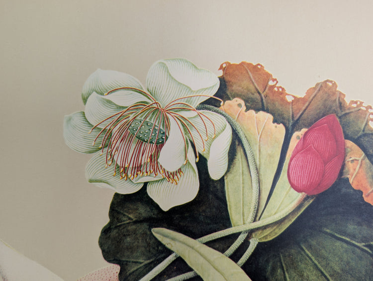 Lotus | 1950 Vintage Chinese Botanical Collotype | Asian Floral Wall Art