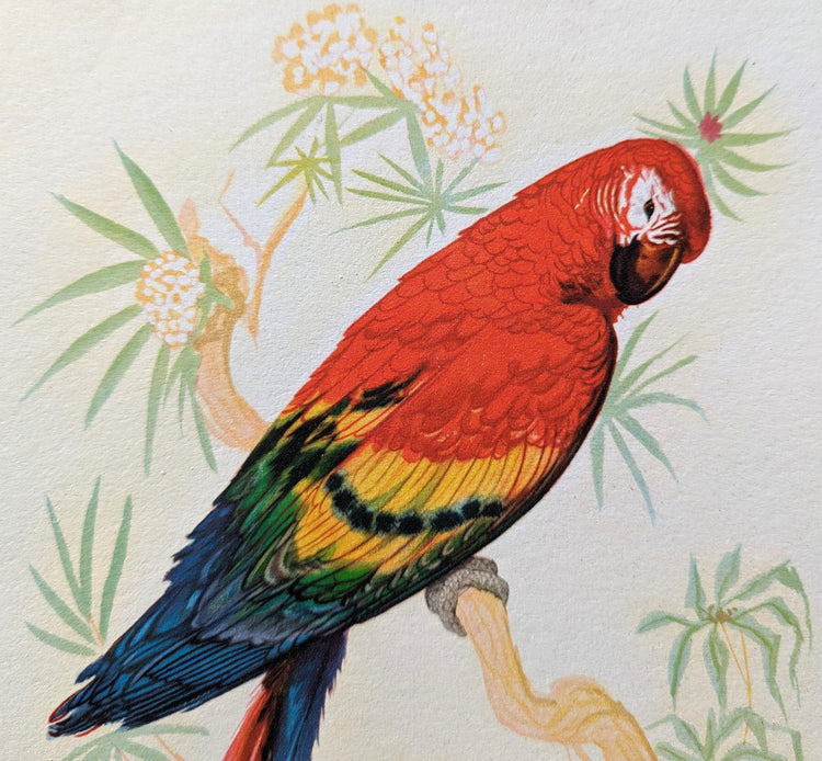 South American Macaw by Gould | 1940s Vintage Lithograph | Tropical Bird Wall Art