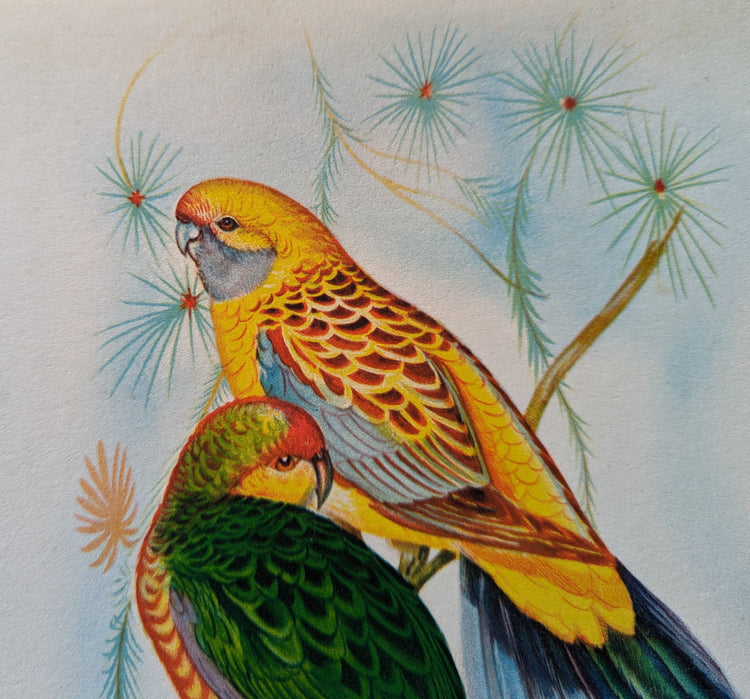 Yellow Rump Parakeets by Gould | 1940s Vintage Lithograph | Tropical Bird Wall Art