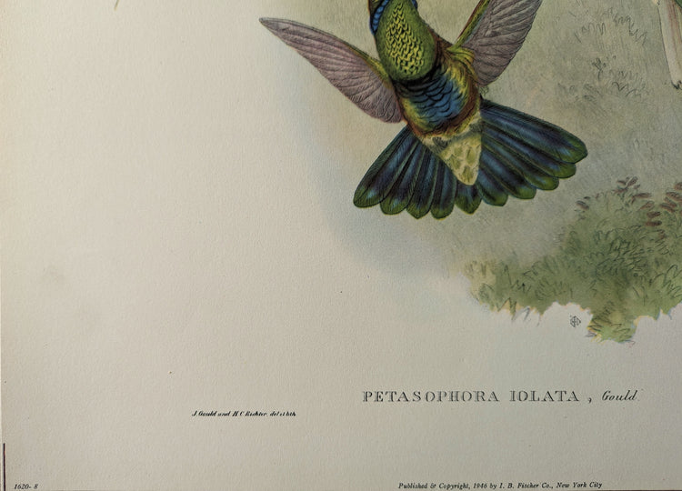 Petasophora Iolata by Gould | 1940s Vintage Lithograph | Exotic Hummingbird Wall Art