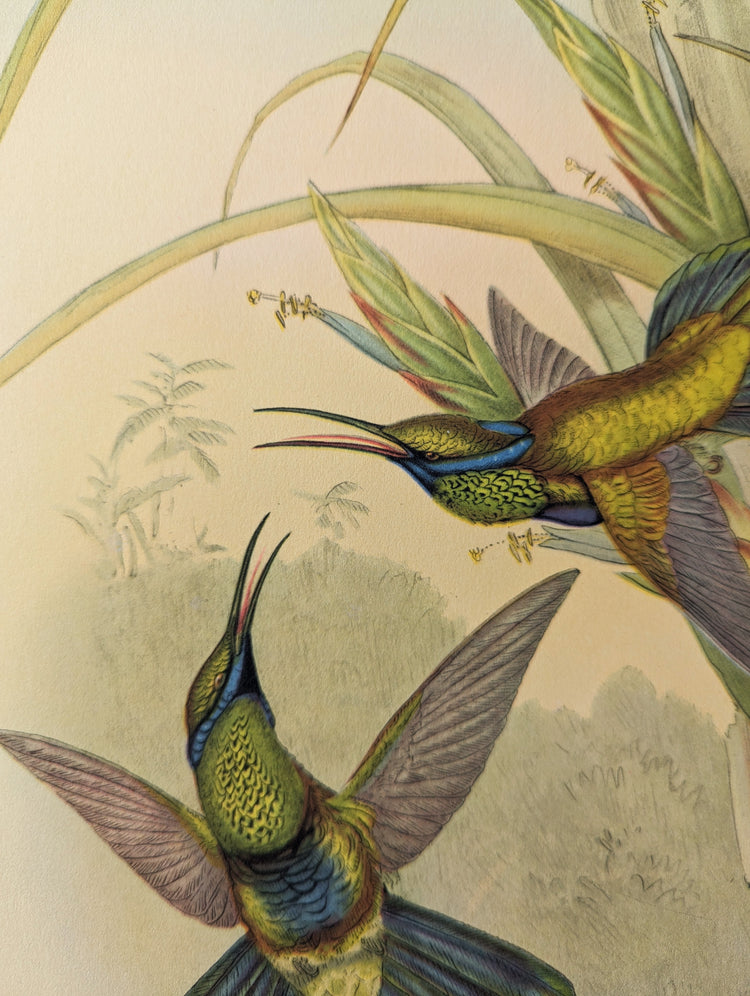 Petasophora Iolata by Gould | 1940s Vintage Lithograph | Exotic Hummingbird Wall Art