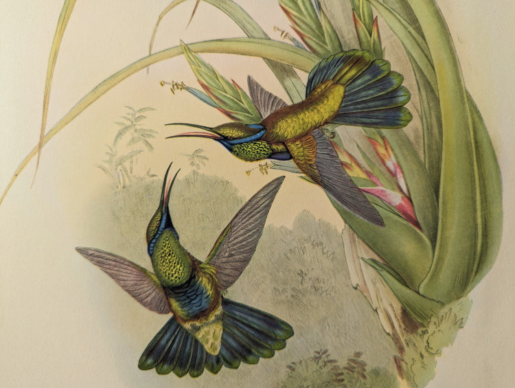 Petasophora Iolata by Gould | 1940s Vintage Lithograph | Exotic Hummingbird Wall Art