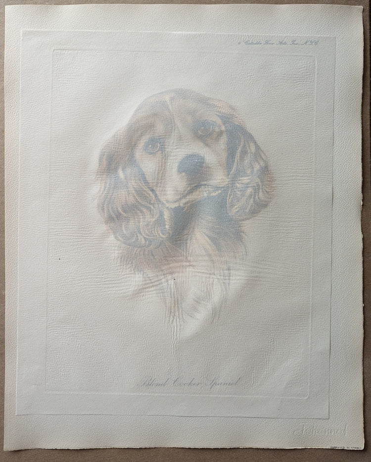 Blond Cocker Spaniel by Rolf Anderson | Vintage 1940s Hand-Colored Engraving | Dog Breed Wall Art