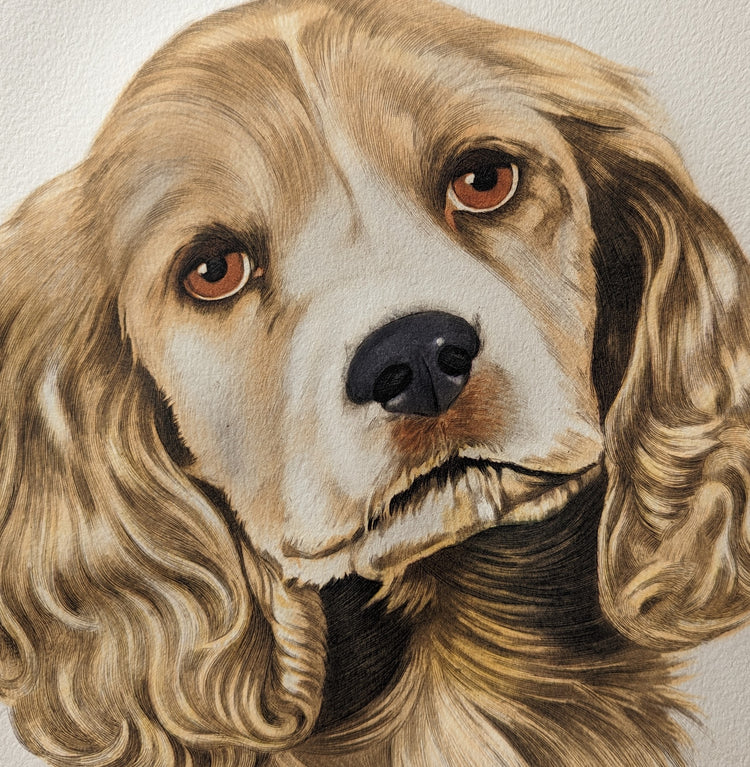 Blond Cocker Spaniel by Rolf Anderson | Vintage 1940s Hand-Colored Engraving | Dog Breed Wall Art