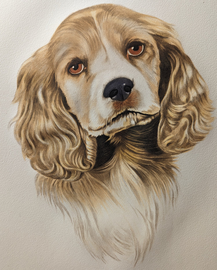 Blond Cocker Spaniel by Rolf Anderson | Vintage 1940s Hand-Colored Engraving | Dog Breed Wall Art