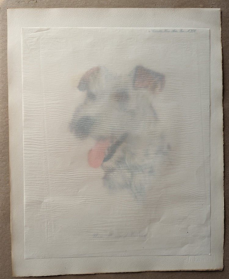 Wire Haired Terrier by Rolf Anderson, mint condition vintage hand-colored engraving from France circa 1940