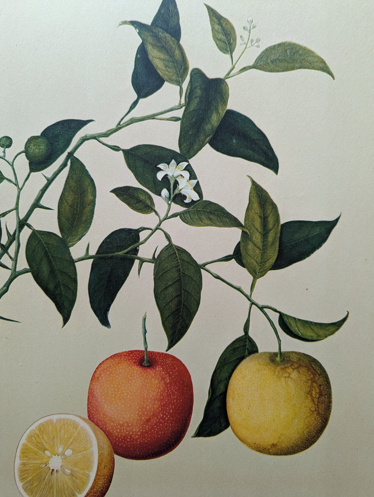 Orange | 1950 Vintage Chinese Botanical Collotype | Tropical Fruit Wall Art