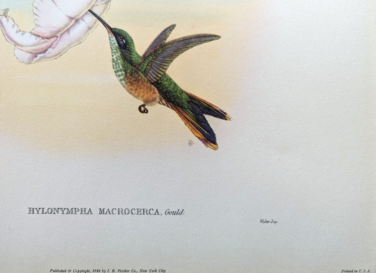 Hylonympha Macrocerca by Gould | 1940s Vintage Lithograph | Exotic Hummingbird Wall Art