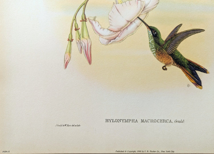 Hylonympha Macrocerca by Gould | 1940s Vintage Lithograph | Exotic Hummingbird Wall Art