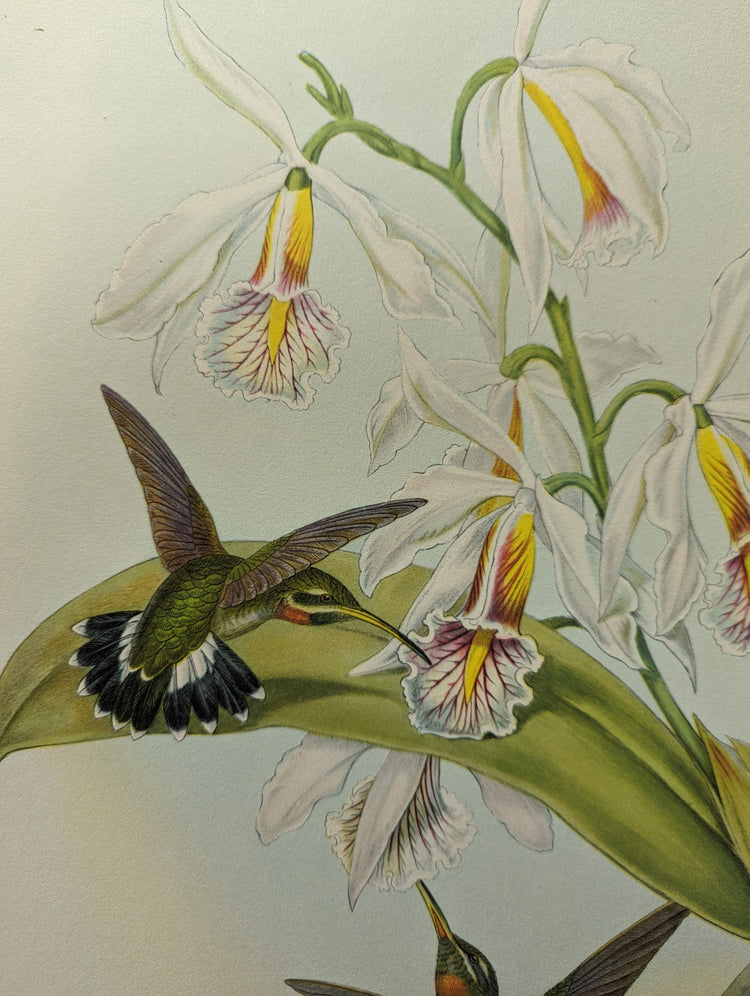 Glaucis Fraseri by John Gould | 1946 Vintage Hummingbird Lithograph