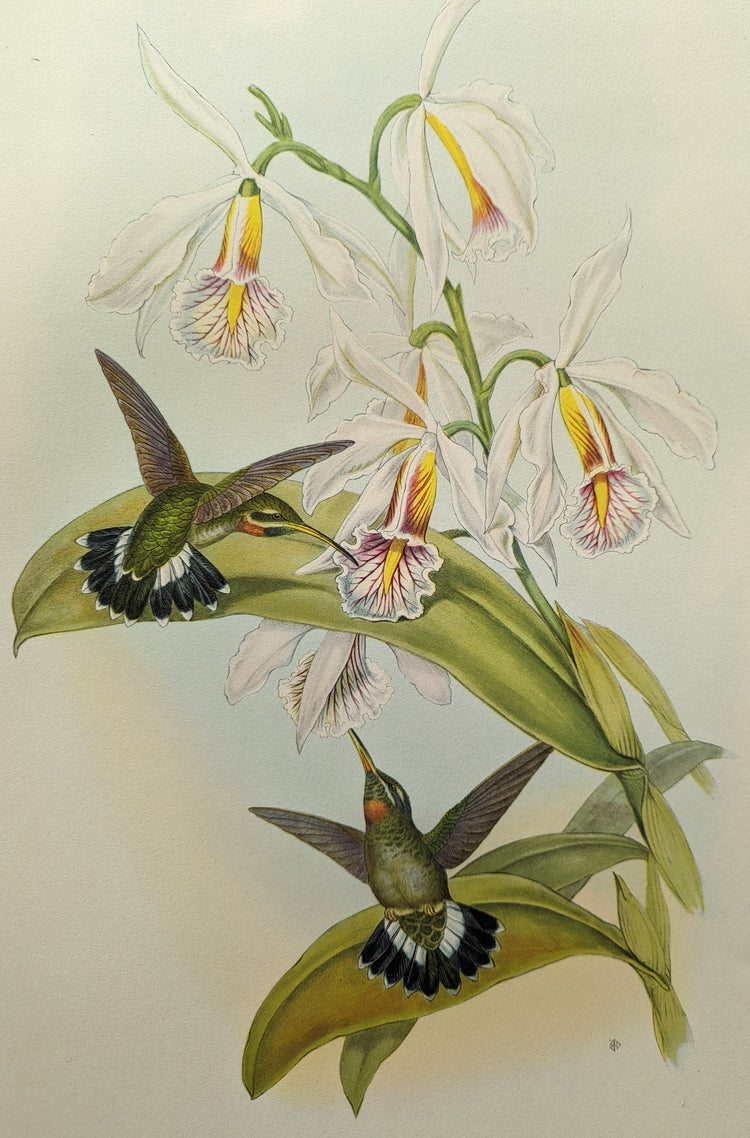 Glaucis Fraseri by John Gould | 1946 Vintage Hummingbird Lithograph