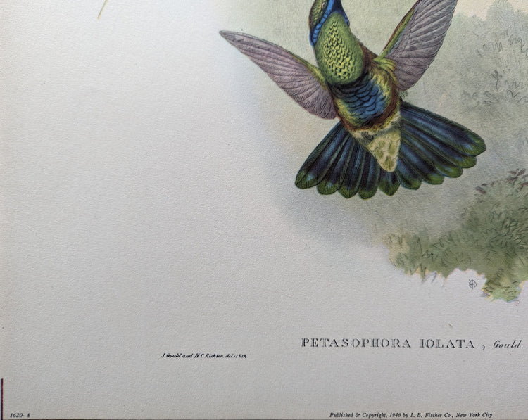 Petasophora Iolata by Gould | 1940s Vintage Lithograph | Exotic Hummingbird Wall Art