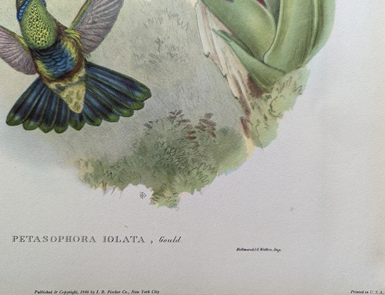 Petasophora Iolata by Gould | 1940s Vintage Lithograph | Exotic Hummingbird Wall Art
