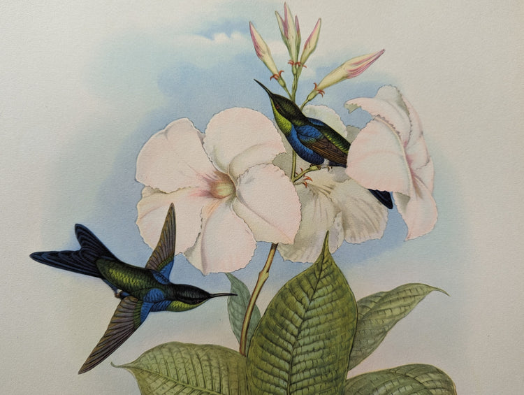 Thalurania Refulgens by Gould | 1940s Vintage Lithograph | Exotic Hummingbird Wall Art