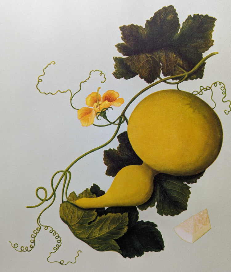 Gourd | 1950 Vintage Chinese Botanical Collotype | Rustic Botanical Wall Art