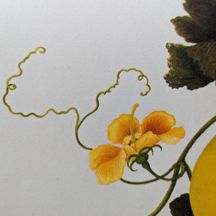 Gourd | 1950 Vintage Chinese Botanical Collotype | Rustic Botanical Wall Art