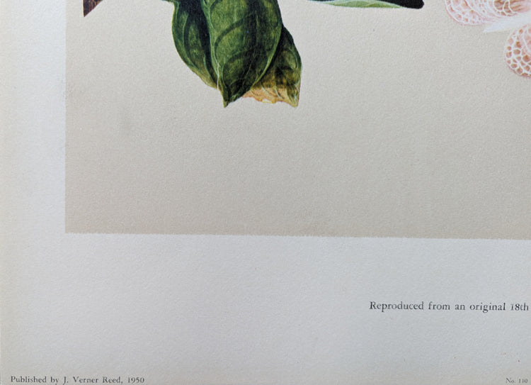 Tangerine | 1950 Vintage Chinese Botanical Collotype | Citrus Wall Art