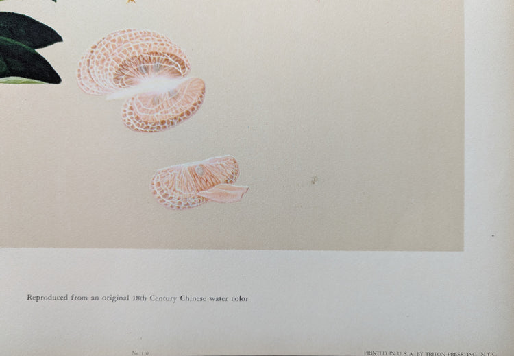 Tangerine | 1950 Vintage Chinese Botanical Collotype | Citrus Wall Art