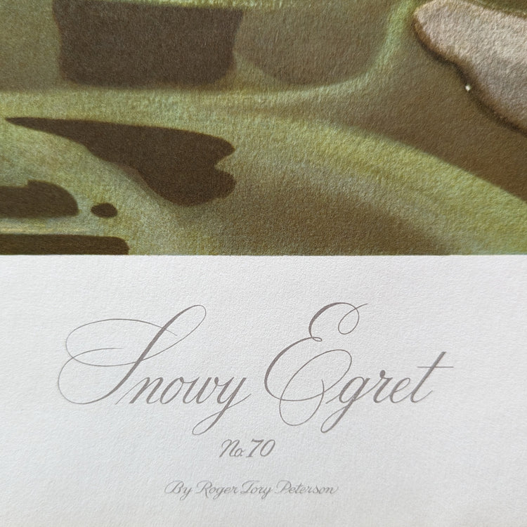 Snowy Egrets by Roger Tory Peterson | 1940s Audubon Style | Offset Lithograph | Coastal or Nature-Inspired Decor