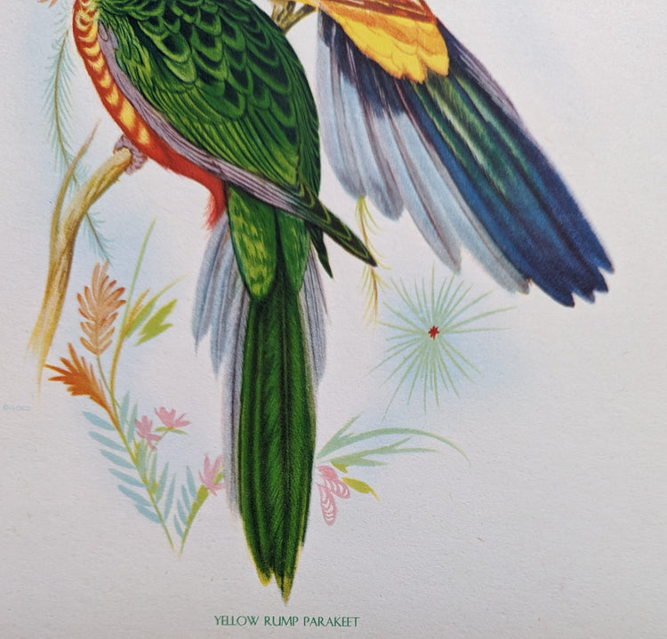 Yellow Rump Parakeets by Gould | 1940s Vintage Lithograph | Tropical Bird Wall Art